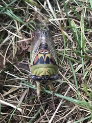 Megatibicen pronotalis