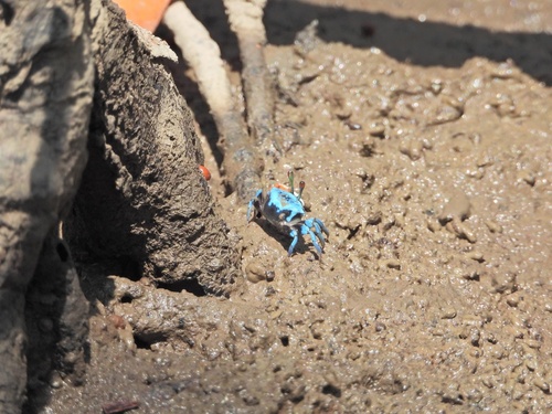 Spined Fiddler Crab