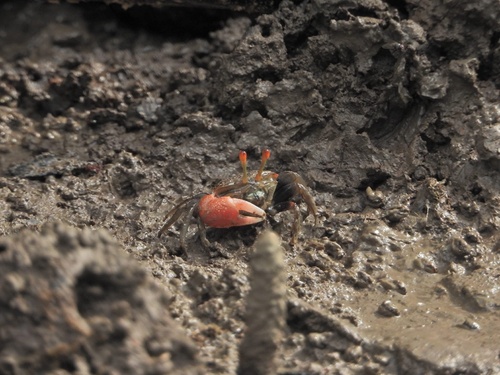 Forceps Fiddler Crab