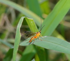 Echthromorpha agrestoria