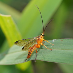 Echthromorpha agrestoria