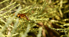 Megarhyssa nortoni
