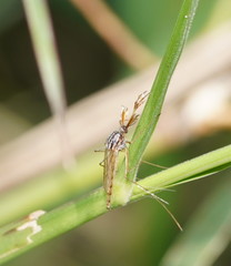 Aedes vittiger