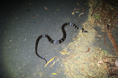 Stephens' Banded Snake sighting