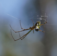 Leucauge granulata