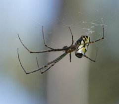 Leucauge granulata