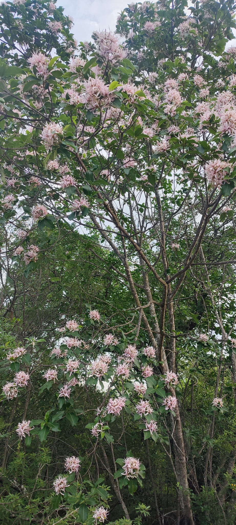 Imagem de Árvore-do-paraíso