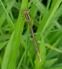 Platycnemis