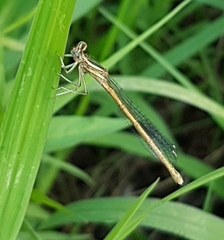 Platycnemis
