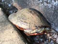 Trachemys scripta