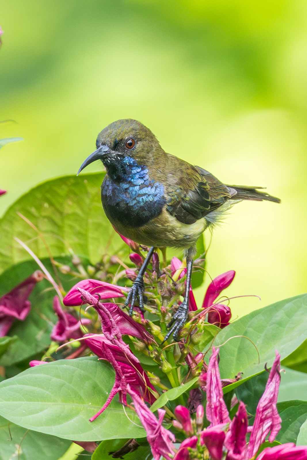 Principe Sunbird illustration