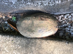 Trachemys scripta