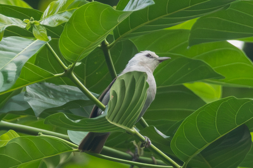 Principe Speirops (Zosterops leucophaeus), photo 9