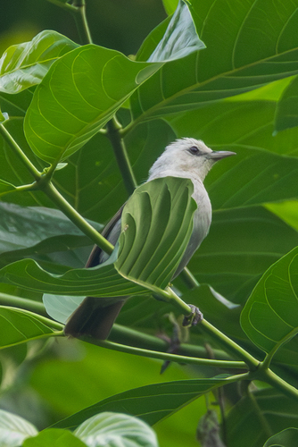 Principe Speirops (Zosterops leucophaeus), photo 7