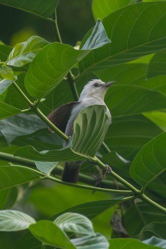 Principe Speirops (Zosterops leucophaeus), photo 8