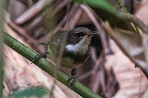Dohrn's Warbler (Sylvia dohrni), photo 3