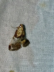 Cacozelia basiochrealis