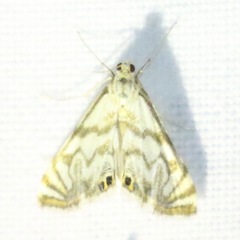 Neocataclysta magnificalis