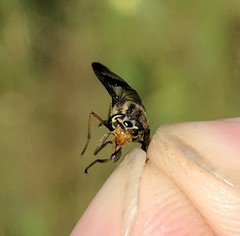 Chrysops montanus