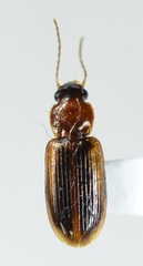 Stenolophini