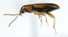 Stenolophini
