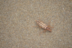 Ortholeptura valida