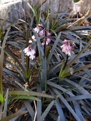Ophiopogon planiscapus
