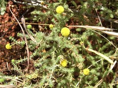 Acacia lycopodiifolia