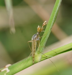 Aedes vittiger