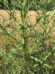 Cirsium vulgare