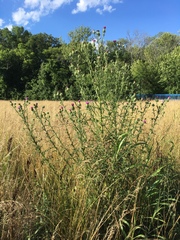 Cirsium vulgare
