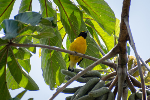 Purple-throated Euphonia