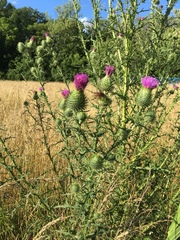 Cirsium vulgare
