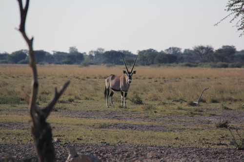 Gemsbok