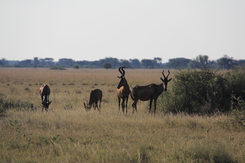 Red Hartebeest