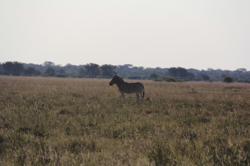 Chapman's Zebra
