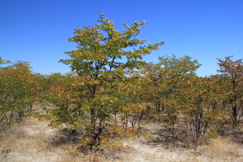Mopane
