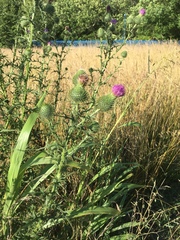 Cirsium vulgare
