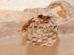 Polistes humilis synoecus