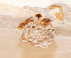 Polistes humilis synoecus