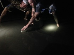 Negaprion brevirostris