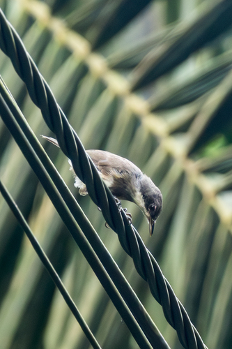 Dohrn's Warbler (Sylvia dohrni), photo 7