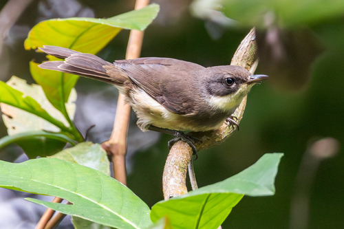 Dohrn's Warbler (Sylvia dohrni), photo 8