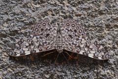 Hamadryas feronia feronia