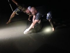 Negaprion brevirostris