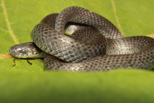 Tarascan Earth Snake