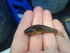 Dormitator maculatus