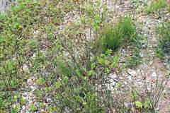 Juncus haenkei