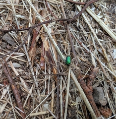 Trirhabda flavolimbata