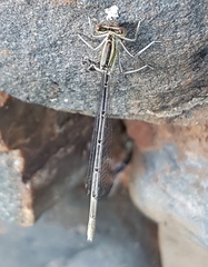 Platycnemis